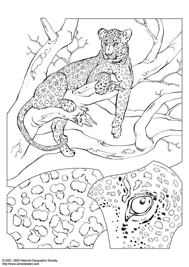 leopard Fargeleggingsbilde leopard