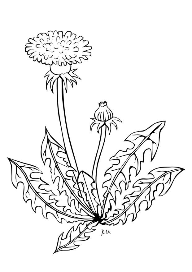 lA¸vetann Fargeleggingsbilde lA¸vetann