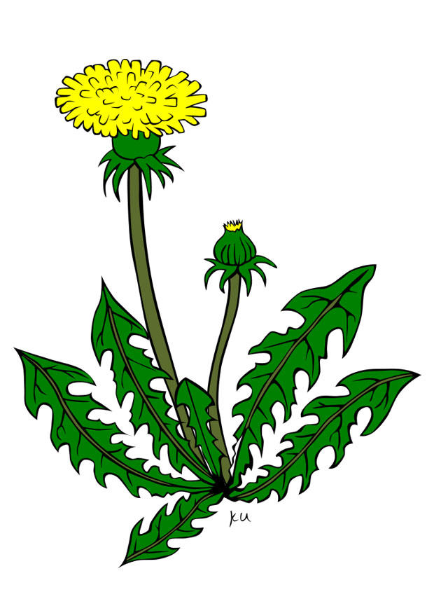 bilde lA¸vetann