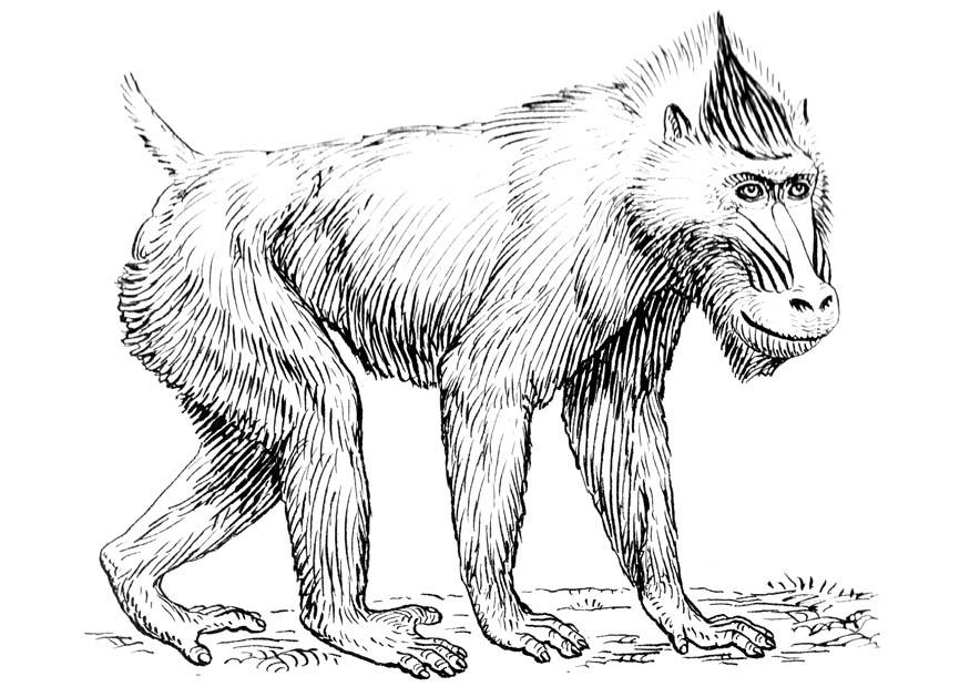mandrill Fargeleggingsbilde mandrill