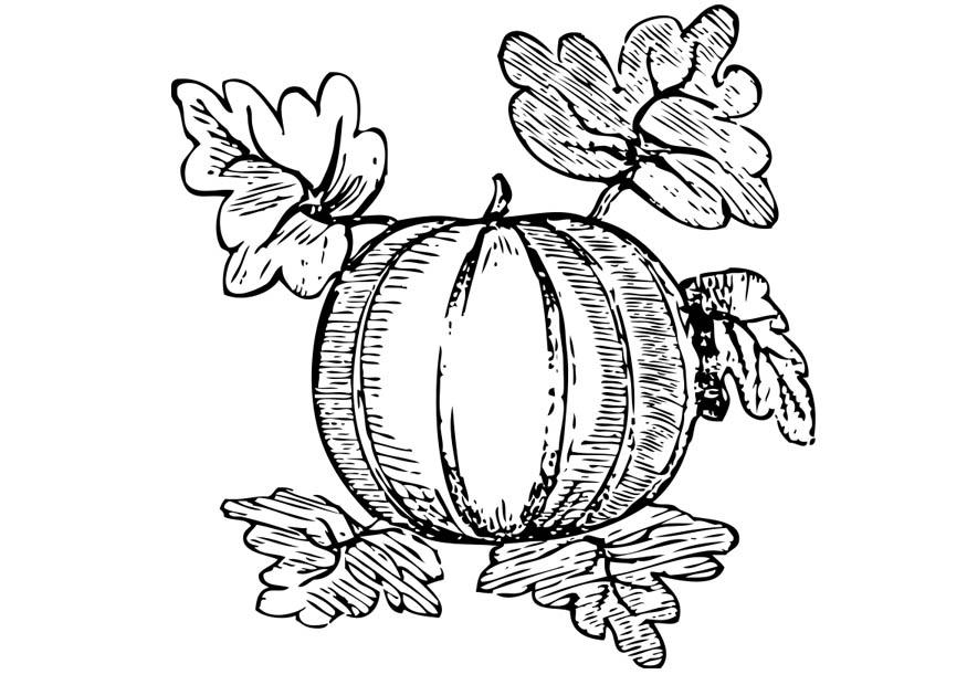 melon Fargeleggingsbilde melon