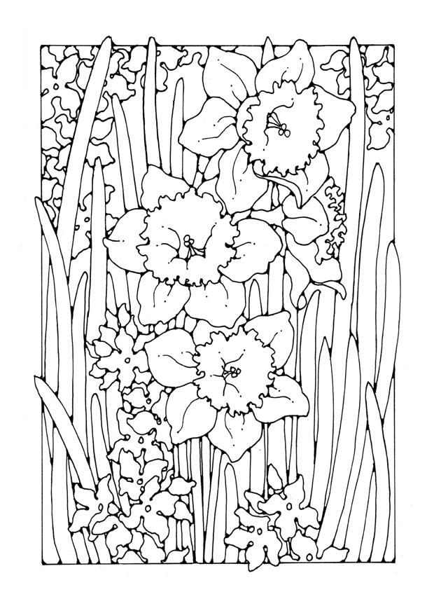 Fargeleggingsbilde narcissus
