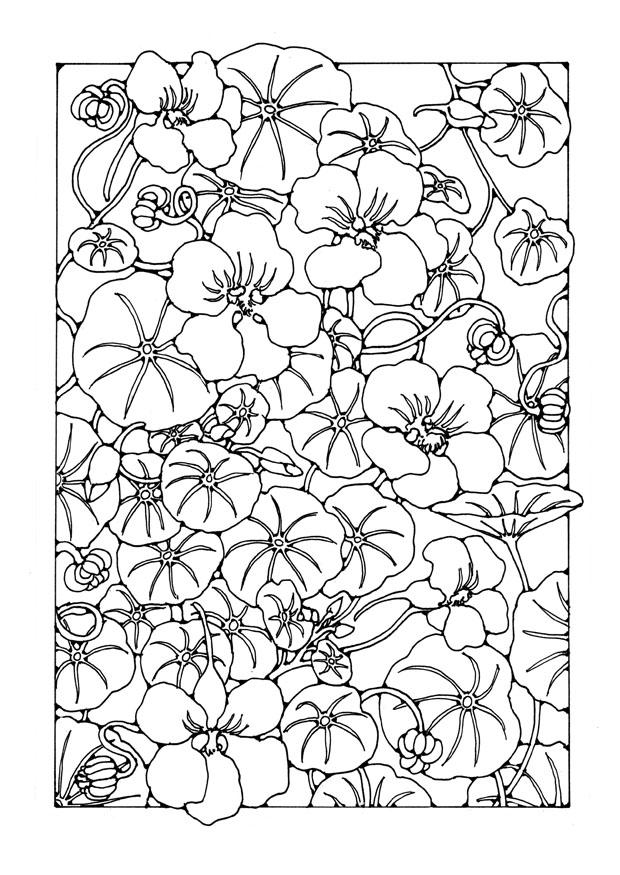 nasturtium Fargeleggingsbilde nasturtium