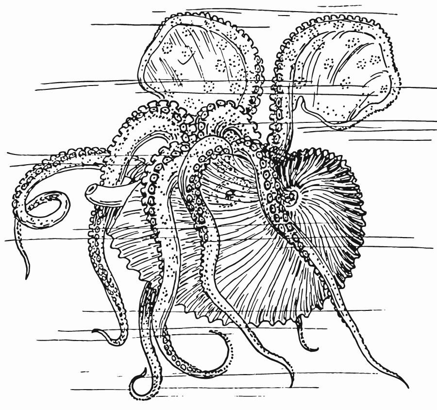 nautilus - blekksprut Fargeleggingsbilde nautilus - blekksprut