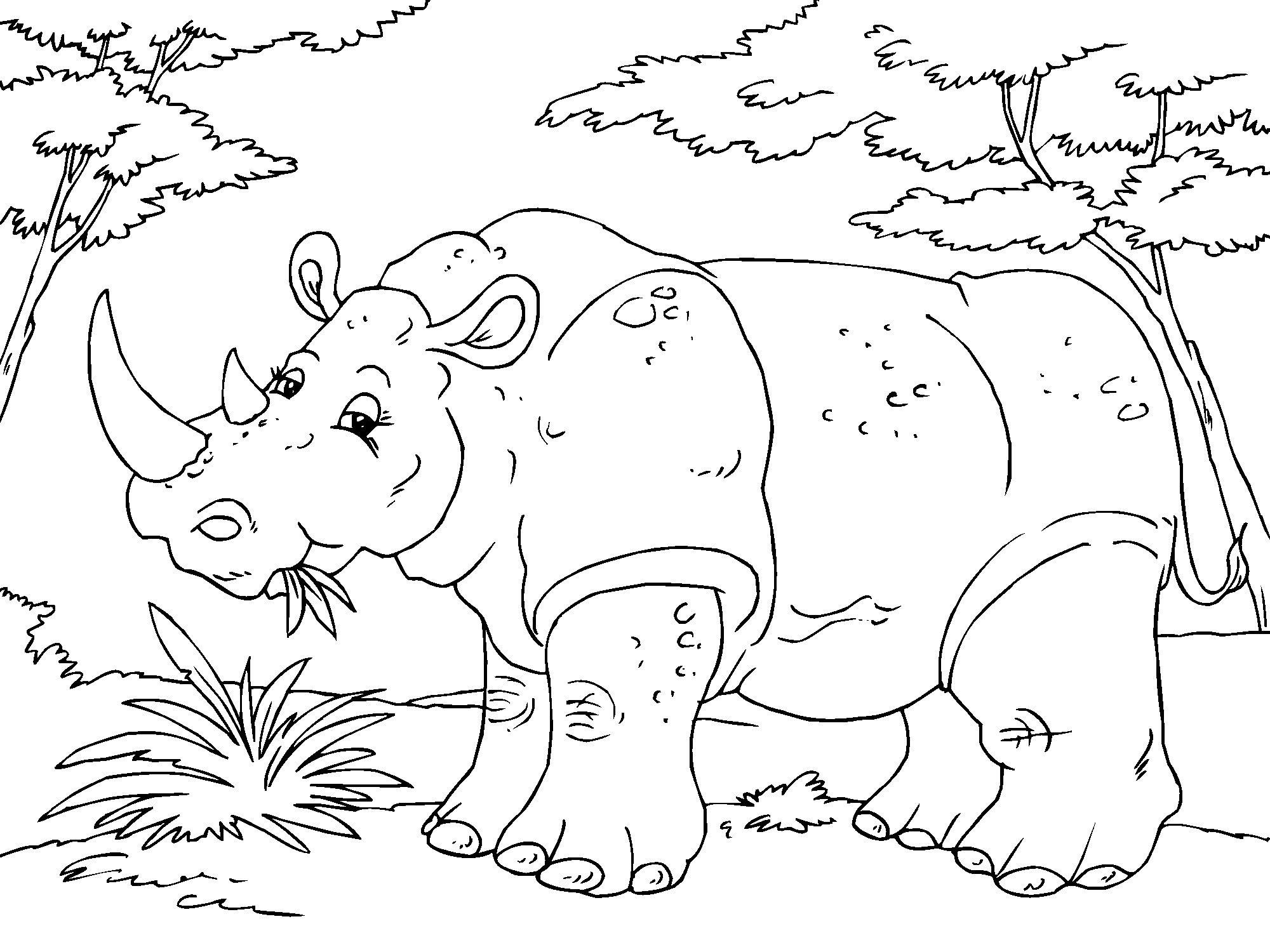 Fargeleggingsbilde neshorn