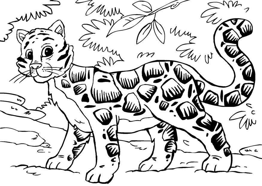 nevelpanter Fargeleggingsbilde nevelpanter