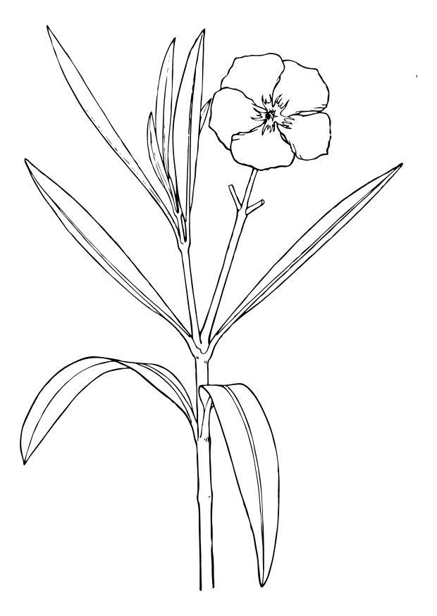 Fargeleggingsbilde oleander blomst