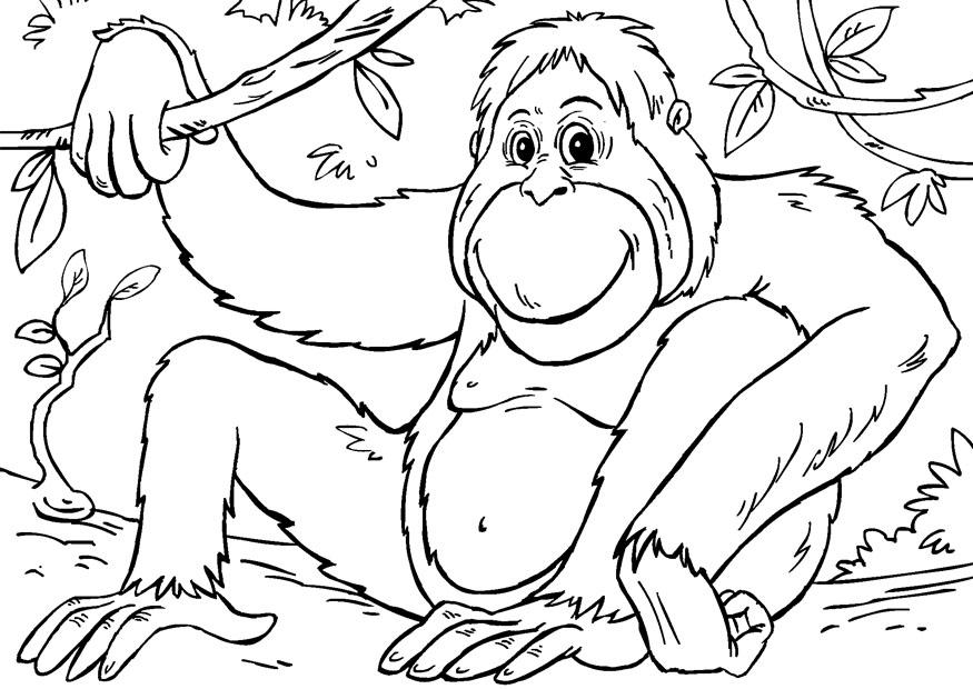 Fargeleggingsbilde orangutang