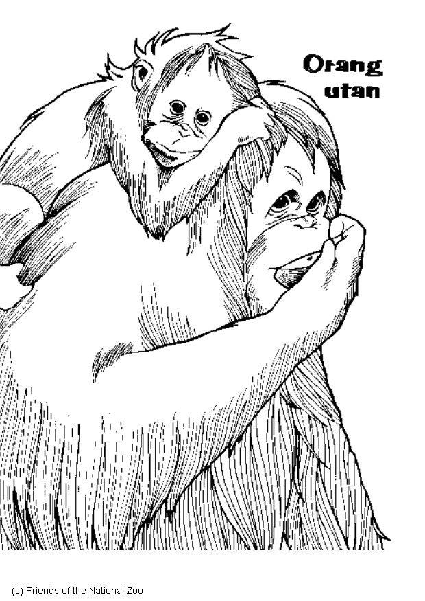 orangutang Fargeleggingsbilde orangutang