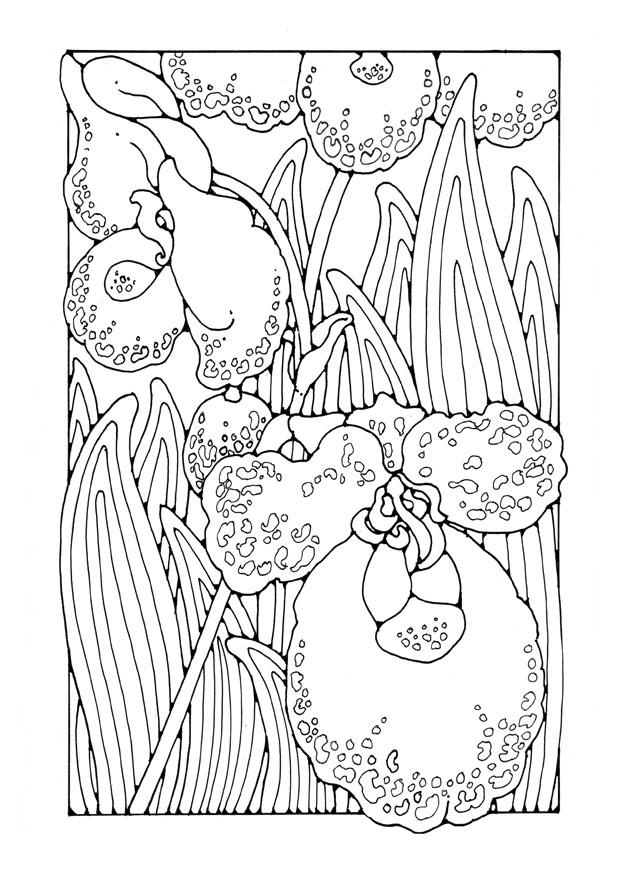 orkideer Fargeleggingsbilde orkideer