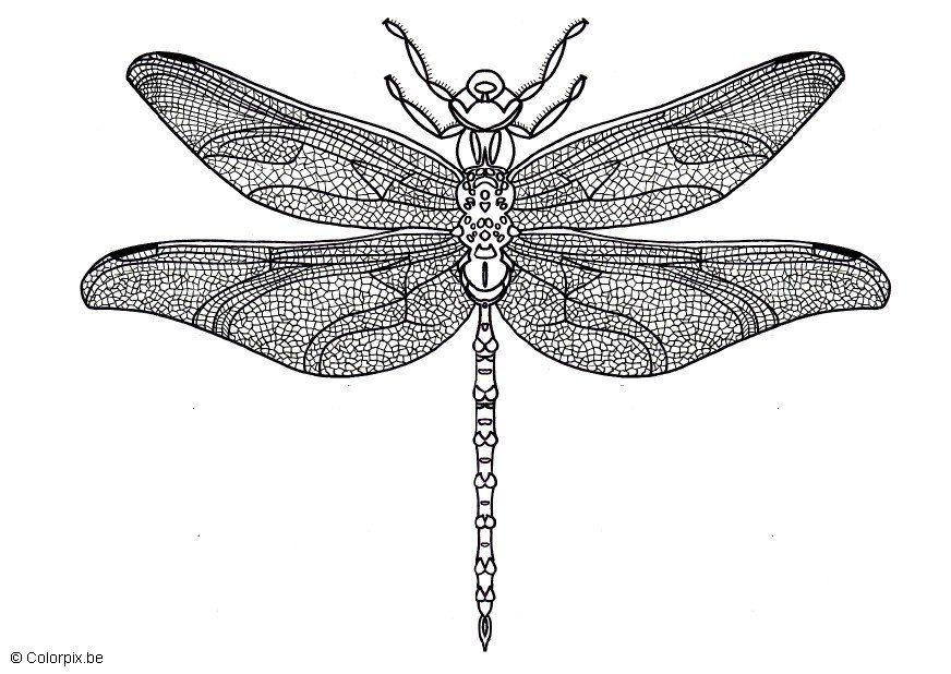 A¸yenstikker Fargeleggingsbilde A¸yenstikker