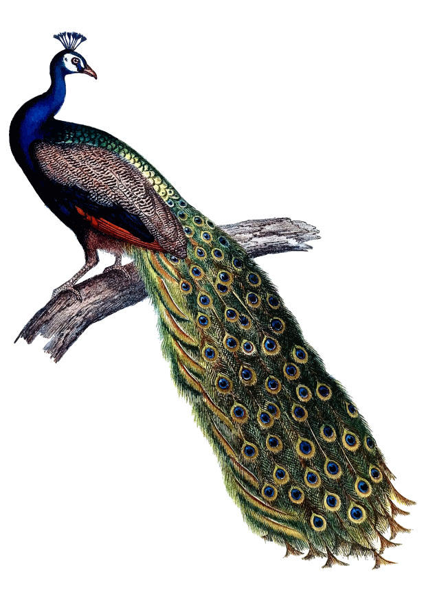 pA¥fugl bilde pA¥fugl