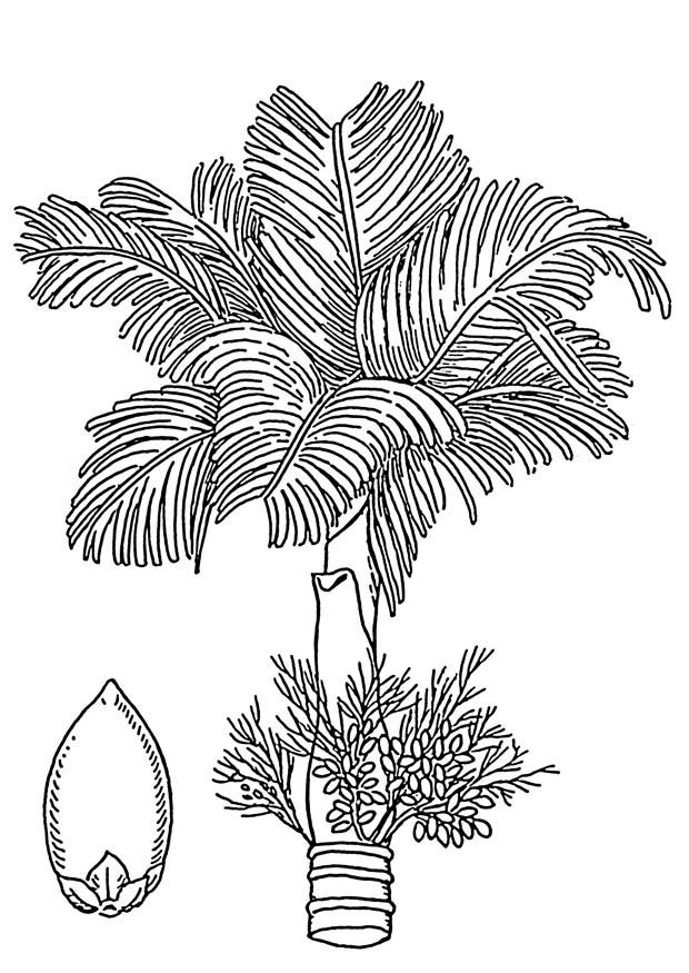 Fargeleggingsbilde palme - betelpalme og betelnA¸tt