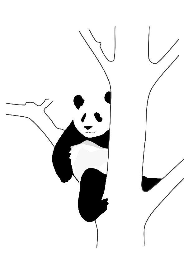 Fargeleggingsbilde panda i et tre