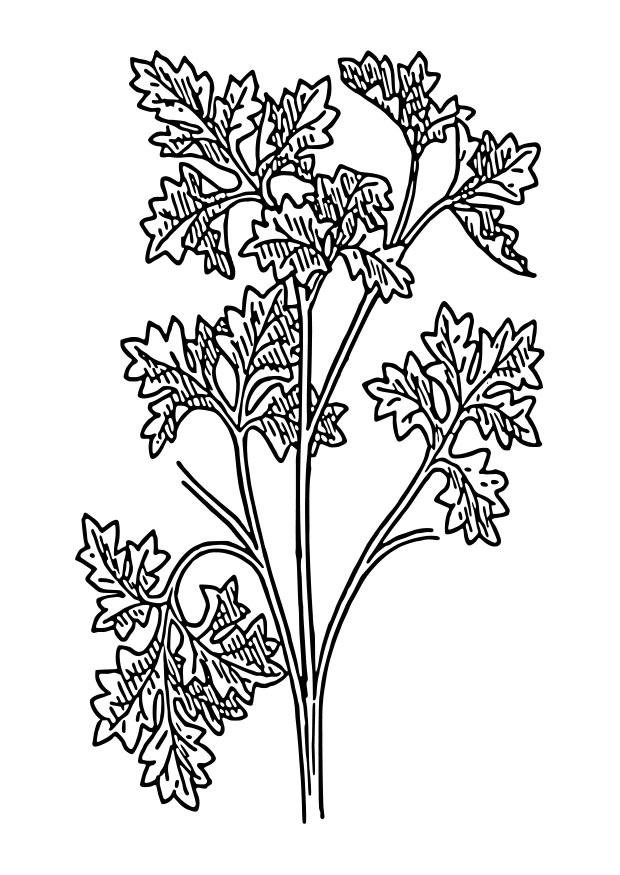 persille Fargeleggingsbilde persille