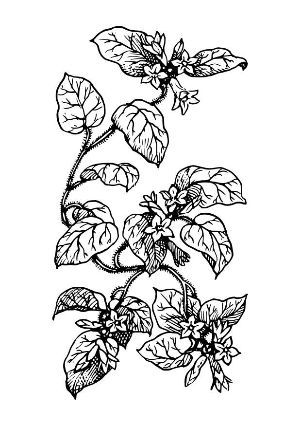 Fargeleggingsbilde plante