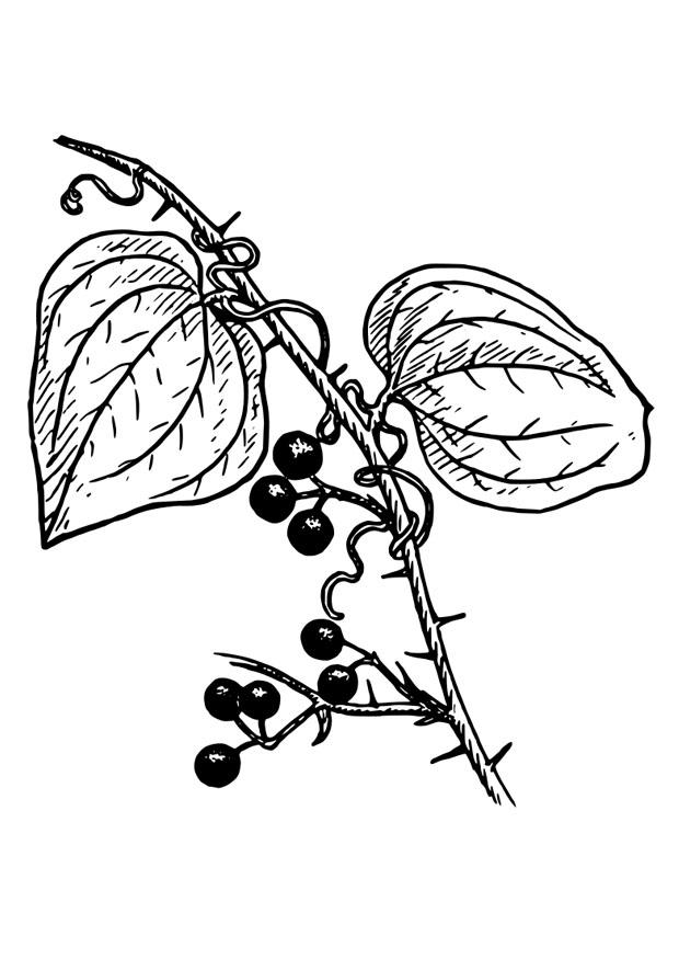 plante Fargeleggingsbilde plante