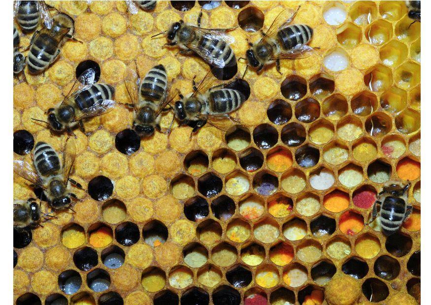 pollen i bikuben Foto pollen i bikuben