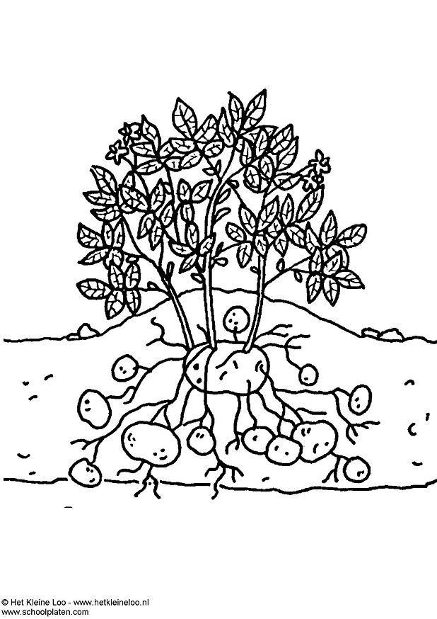 Fargeleggingsbilde potetplante
