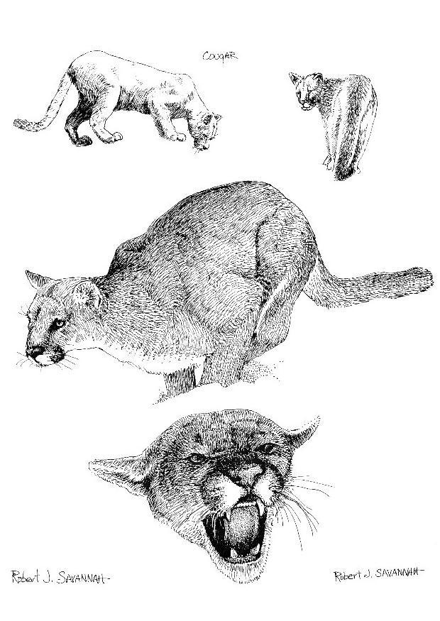 Fargeleggingsbilde puma