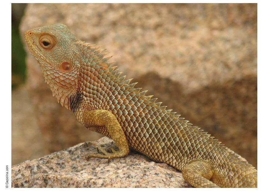 reptil Foto reptil
