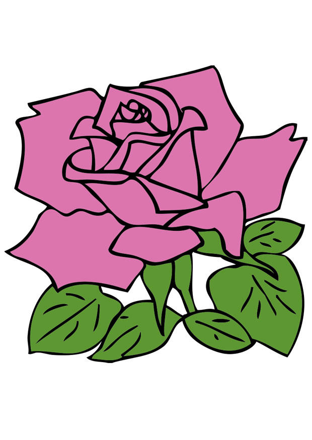 rose bilde rose