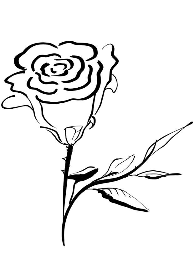 Fargeleggingsbilde rose
