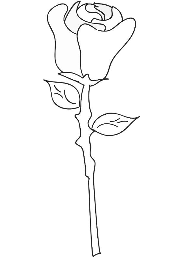 rose Fargeleggingsbilde rose