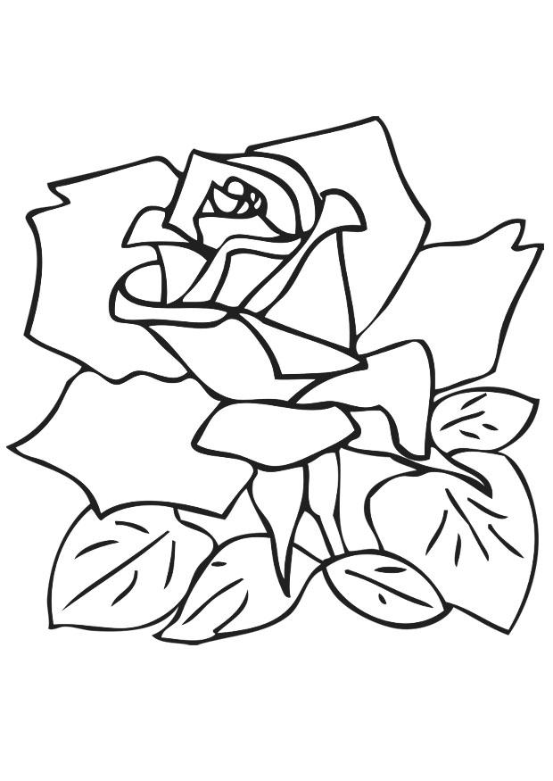 rose Fargeleggingsbilde rose
