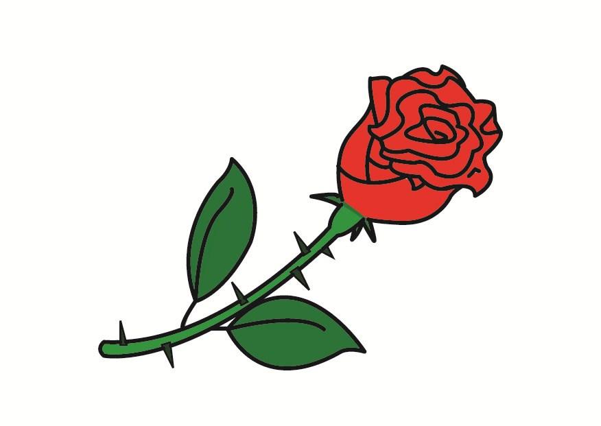 rose bilde rose