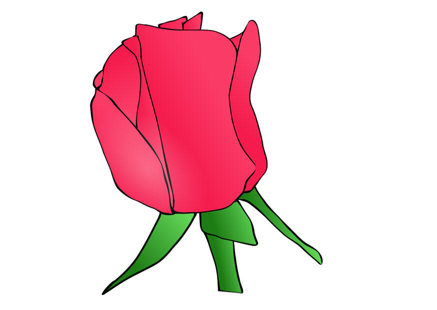rose bilde rose