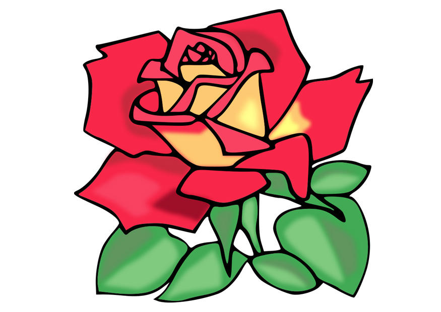 rose bilde rose
