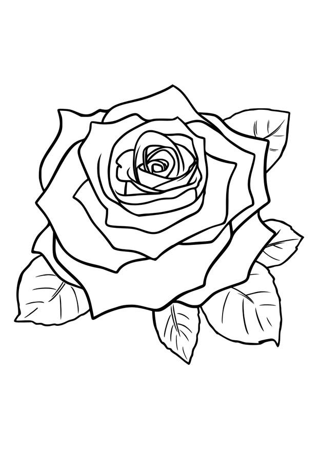 Fargeleggingsbilde rose