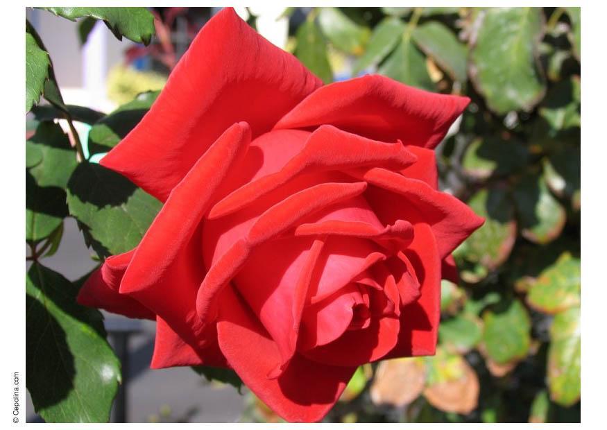 rose Foto rose