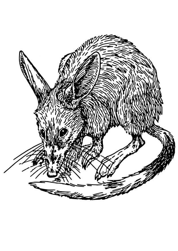 rotte - bandicoot Fargeleggingsbilde rotte - bandicoot