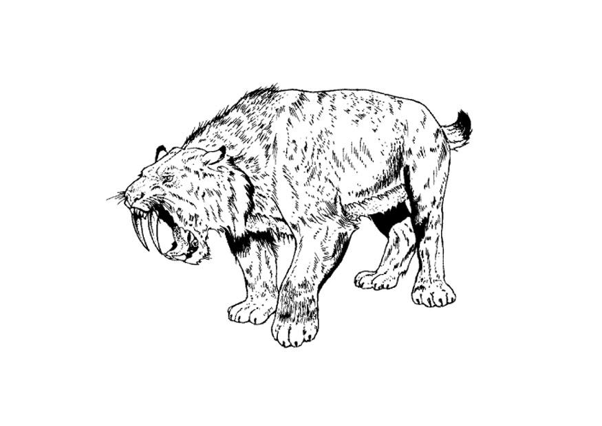 sabeltann tiger Fargeleggingsbilde sabeltann tiger