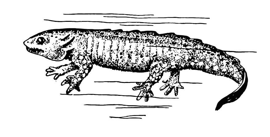 Fargeleggingsbilde salamander