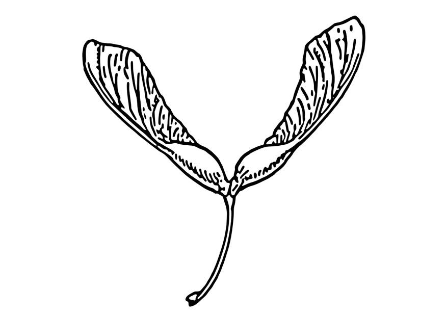 Fargeleggingsbilde samara