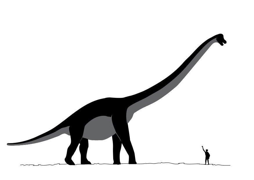 sauroposeidon Fargeleggingsbilde sauroposeidon