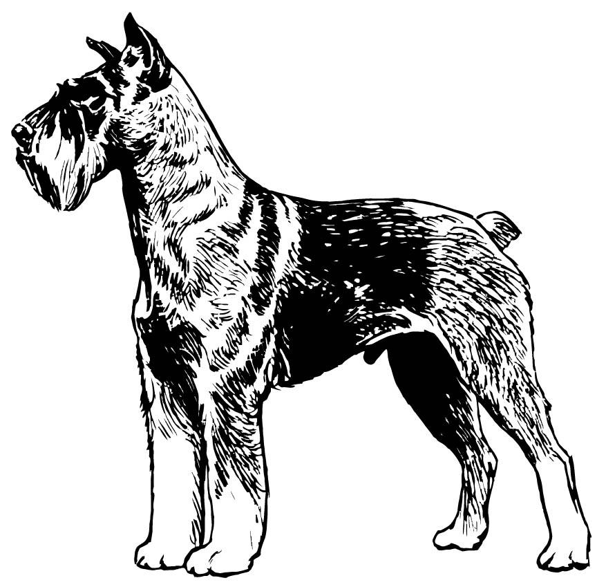Fargeleggingsbilde schnauzer