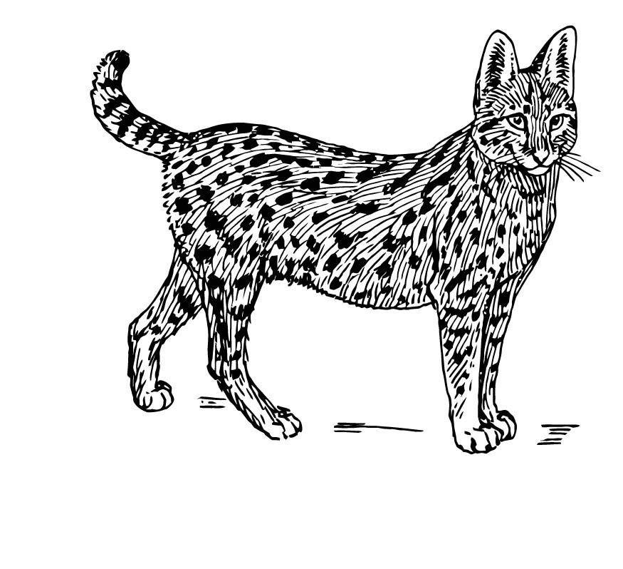 serval Fargeleggingsbilde serval