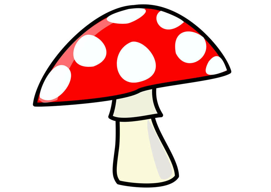 sjampinjong bilde sjampinjong