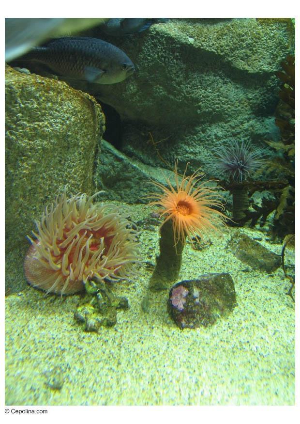 Foto sjA¸anemone