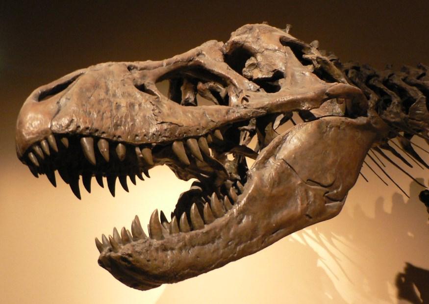 skalle fra en dinosaur -tyrannosaurus rex Foto skalle fra en dinosaur -tyrannosaurus rex
