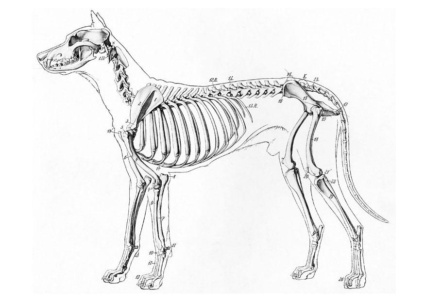 skjelett av en hund Fargeleggingsbilde skjelett av en hund