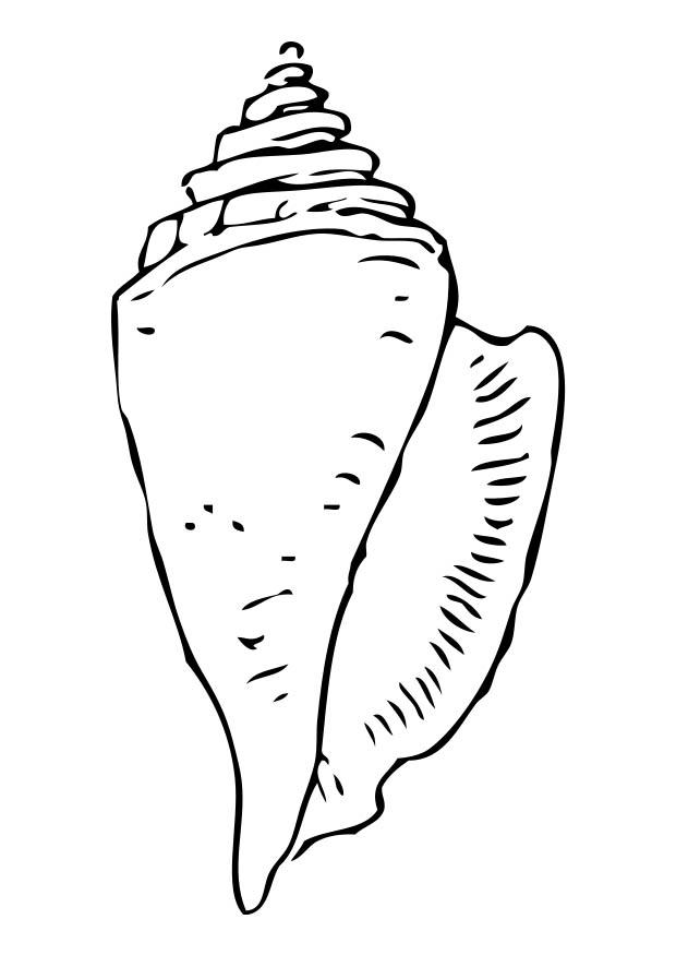 Fargeleggingsbilde skjell