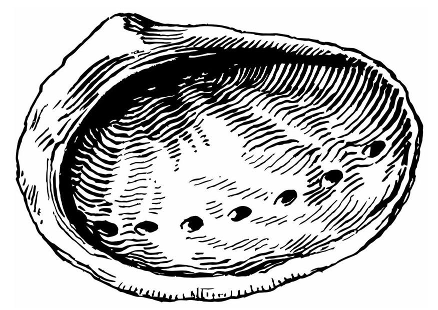 Fargeleggingsbilde skjell - A¸ster