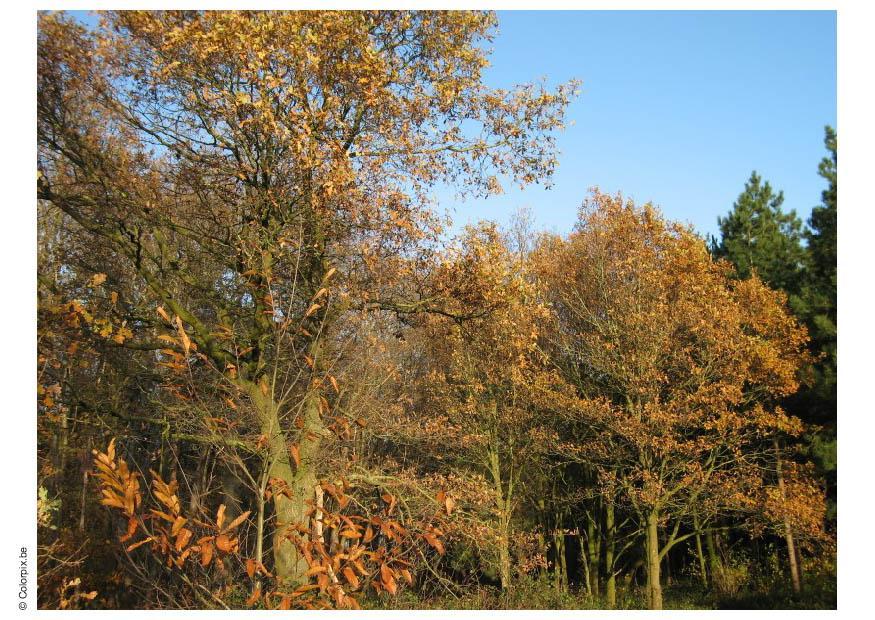 skog - hA¸st Foto skog - hA¸st