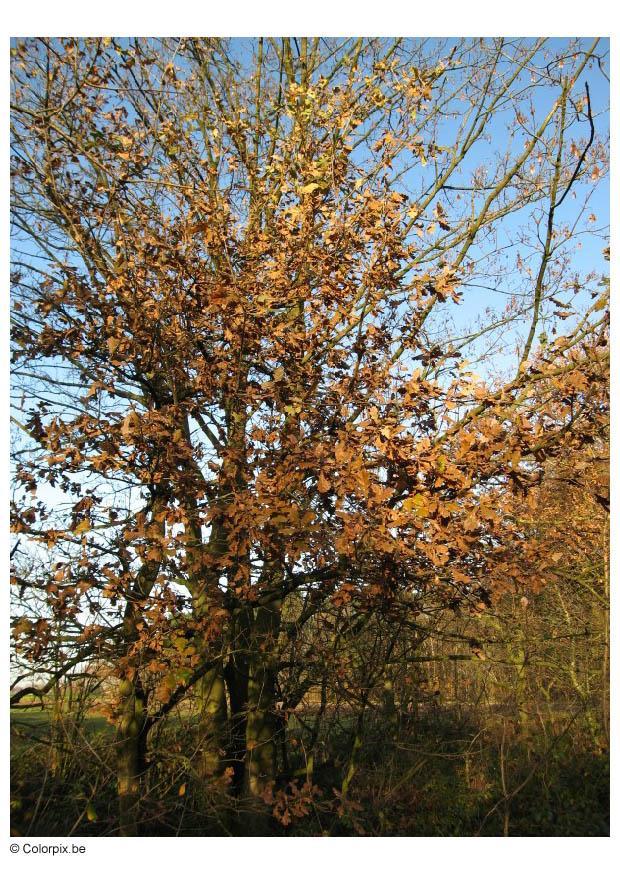skog - hA¸st Foto skog - hA¸st