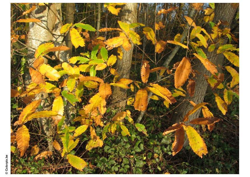 skog - hA¸stlA¸v Foto skog - hA¸stlA¸v